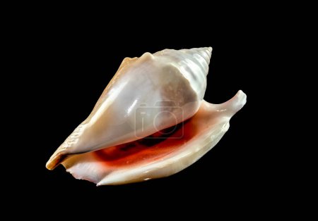 Photo for Strombidae seastar shell on a black background - Royalty Free Image
