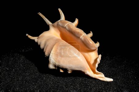 Strombidae conch seashell on a black sand background