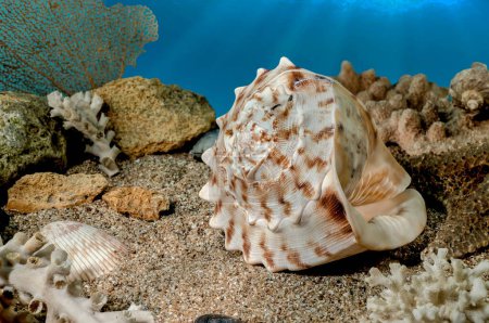 Cassis Cornuta sea shell or horned helmet underwater. Shell on the seabed