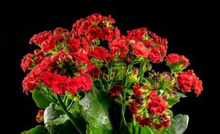 Photo for Blossoming red Kalanchoe flowers on a black background - Royalty Free Image