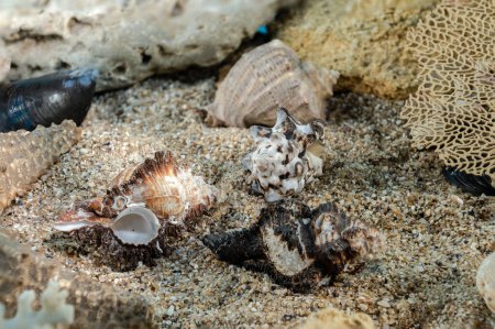 Photo for Murex Indivia Longspine sea shells underwater on the seabed - Royalty Free Image