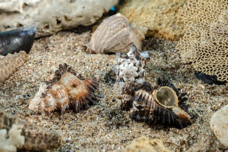 Photo for Murex Indivia Longspine sea shells underwater on the seabed - Royalty Free Image