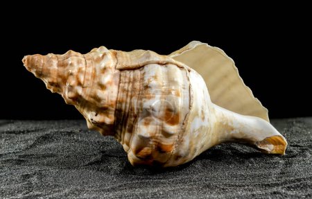 Téléchargez les photos : Big Pleuroploca trapezium ou trapezium conque coquille de mer sur un fond de sable noir - en image libre de droit
