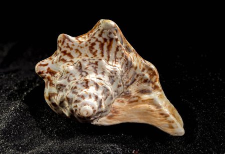 Lobatus raninus or hawk-wing conch sea shell on a black sand background