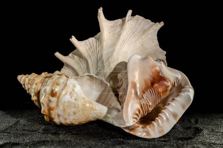 Still life Composition of the three big seashells on a black sand background.