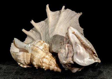 Foto de Naturaleza muerta Composición de las tres grandes conchas marinas sobre un fondo de arena negra. - Imagen libre de derechos