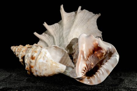 Naturaleza muerta Composición de las tres grandes conchas marinas sobre un fondo de arena negra.
