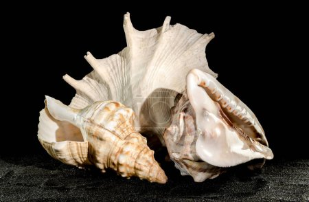 Foto de Naturaleza muerta Composición de las tres grandes conchas marinas sobre un fondo de arena negra. - Imagen libre de derechos
