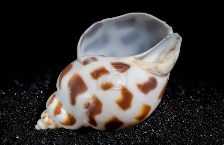 Photo for Babylonia Areolata seashell on a black sand background close-up - Royalty Free Image