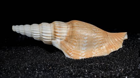 Photo for Bathytoma Prodicia seashell on a black sand background close-up - Royalty Free Image