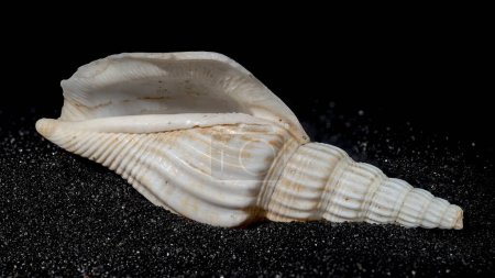 Photo for Bathytoma Prodicia seashell on a black sand background close-up - Royalty Free Image