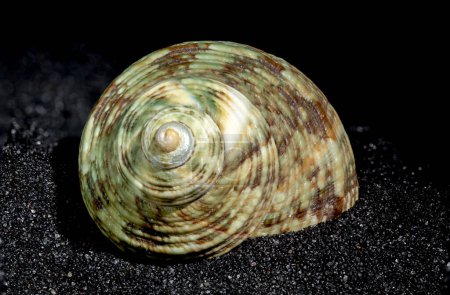 Photo for Turbinidae lunella undulata seashell on a black sand background close-up - Royalty Free Image