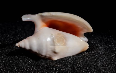 Strombidae seastar shell on a black sand background close-up