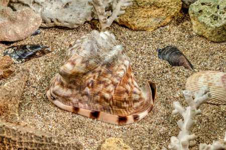 Caribbean King Casque coquille d'escargot de mer Cassis Tuberosa sur un sable sous-marin