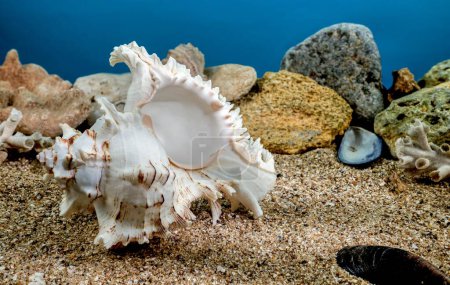 Photo for White Chicoreus Ramosus Murex seashell on a sand underwater - Royalty Free Image