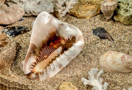 Foto de Caribe Rey Casco caracol de mar Cassis Tuberosa en una arena bajo el agua - Imagen libre de derechos