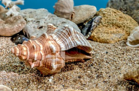 Téléchargez les photos : Pleuroploca trapezium ou Trapezium fascilarium coquille sur un sable sous-marin - en image libre de droit