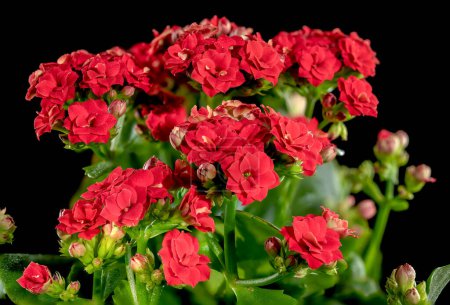 Photo for Beautiful blooming red kalanchoe flowers isolated on a black background. Flower heads close-up. - Royalty Free Image