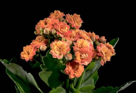 Photo for Beautiful blooming Orange kalanchoe flowers isolated on a black background. Flower heads close-up. - Royalty Free Image