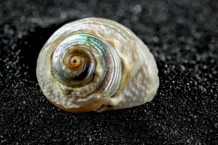Pearl Turban Sea Snail Shell, Turbo Marmoratus, auf schwarzem Sandhintergrund Nahaufnahme