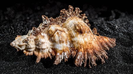 Photo for Hexaplex princeps sea snail shell on a black sand background close-up - Royalty Free Image