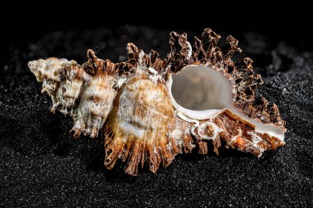 Hexaplex princeps concha de caracol de mar sobre un fondo de arena negra de cerca