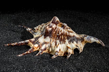 Spinnenmuschel Muschel, Lambis Tiger, auf schwarzem Sandhintergrund Nahaufnahme