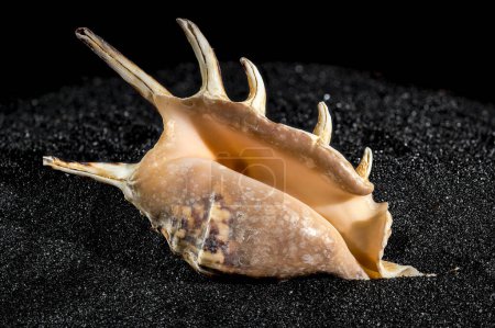 Photo for Spider conch seashell, lambis tiger, on a black sand background close-up - Royalty Free Image