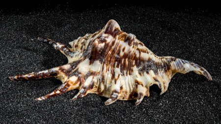 Spider conch seashell, lambis tiger, on a black sand background close-up