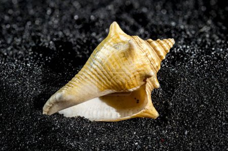 Photo for Strombus pugilis seashell on a black sand background close-up - Royalty Free Image