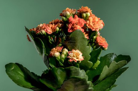 Photo for Beautiful blooming Orange kalanchoe flowers on a green background. Flower heads close-up. - Royalty Free Image