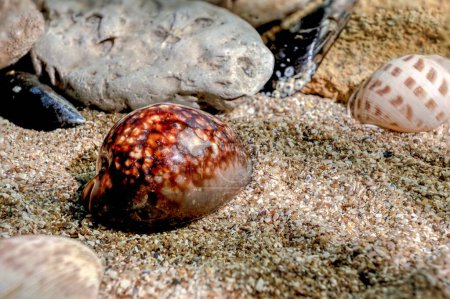 Mauritia Mauritiana oder chocolate cowry, bucklige Kaurischnecke, Muschel auf Sand unter Wasser