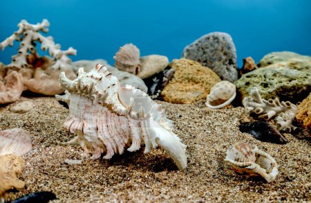 Photo for White Chicoreus Ramosus Murex seashell on a sand underwater - Royalty Free Image
