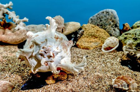 Weiße Chicoreus Ramosus Murex Muschel auf einem Sand unter Wasser