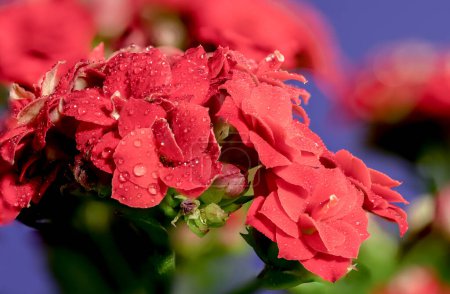 Photo for Beautiful blooming red kalanchoe flowers isolated on a blue background. Flower heads close-up. - Royalty Free Image