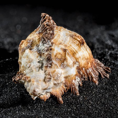 Hexaplex princeps coquille d'escargot de mer sur un fond de sable noir gros plan