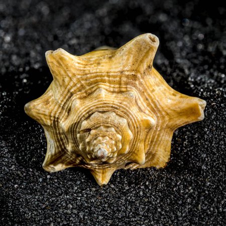 Strombus pugilis seashell on a black sand background close-up