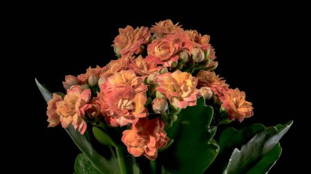 Photo for Beautiful blooming Orange kalanchoe flowers isolated on a black background. Flower heads close-up. - Royalty Free Image
