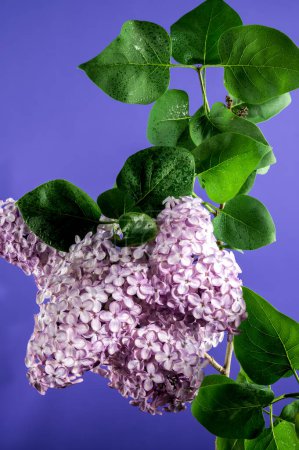 Beautiful blooming Pink flowers of Syringa vulgaris (Common lilac) on a violet background. Flower head close-up.