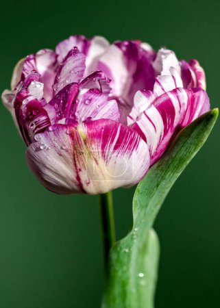 Beautiful white-pink Tulip Jonquieres flower on a green background. Flower head close-up.