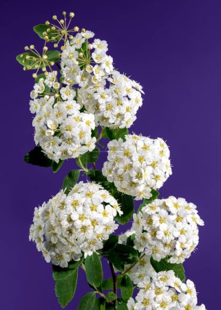 Schöne Blühende weiße Spirea vanhouttei auf violettem Hintergrund. Blütenkopf in Großaufnahme.