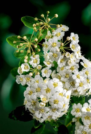 Belle spirea vanhouttei blanche en fleurs sur un fond vert. Tête de fleur gros plan.