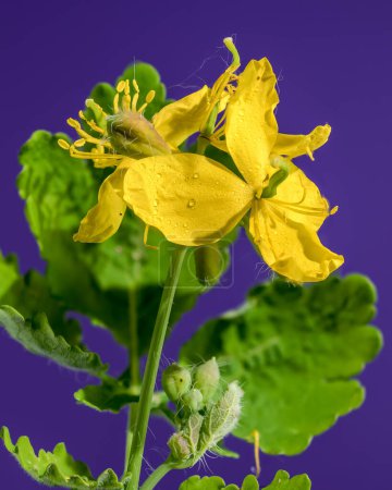 Beautiful Blooming yellow lesser celandine or ficaria verna on a purple background. Flower head close-up.