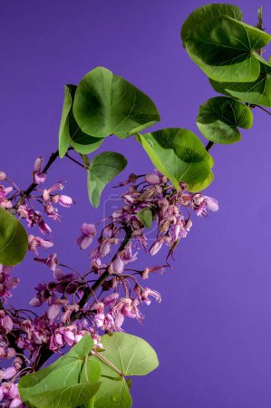 Hermosas flores rosas florecientes de cercis siliquastrum o árbol de Judas sobre un fondo púrpura. Primer plano de la cabeza de flor.