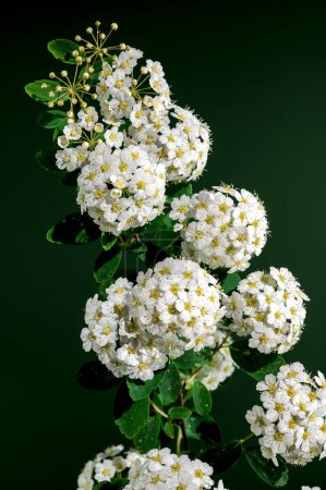 Beautiful Blooming white spirea vanhouttei on a green background. Flower head close-up.