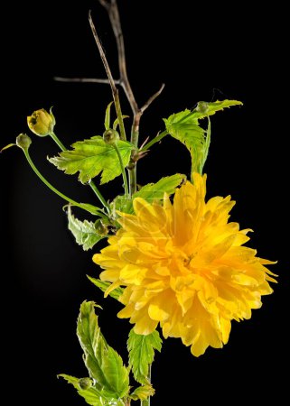 Beautiful yellow kerria, Japanese rose Pleniflora flower isolated on a black background. Flower head close-up.