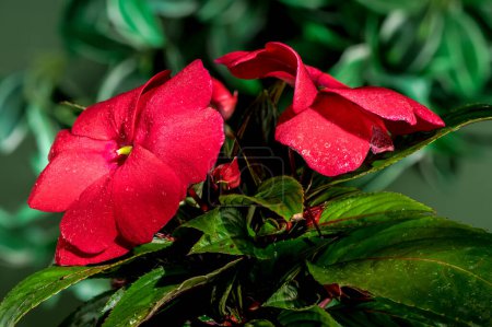 Hermosas flores rojas impatiens hawkeri florecientes sobre un fondo de hojas verdes. Primer plano de la cabeza de flor.
