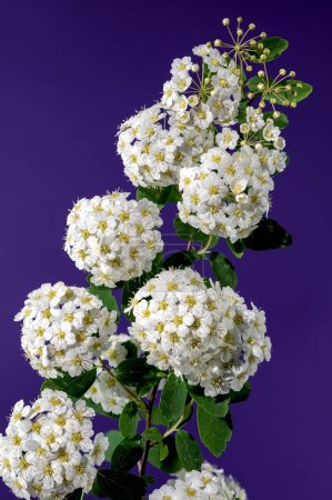 Schöne Blühende weiße Spirea vanhouttei auf violettem Hintergrund. Blütenkopf in Großaufnahme.