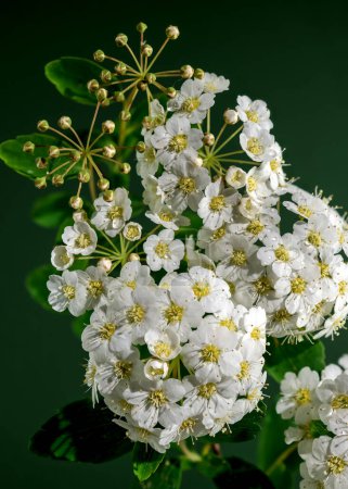 Belle spirea vanhouttei blanche en fleurs sur un fond vert. Tête de fleur gros plan.