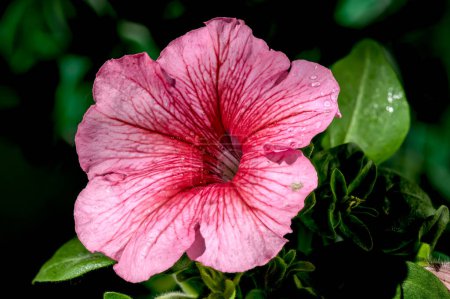 Téléchargez les photos : Belle floraison rose Pétunia hybride grandiflore Limbo fleurs sur un fond de feuilles vertes. Tête de fleur gros plan. - en image libre de droit